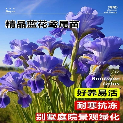 蓝花鸢尾苗庭院别墅花园地被植物盆栽马兰花苗草本多年生喜阴耐寒
