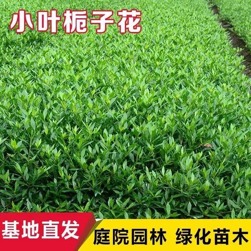 小叶栀子花重瓣四季常青盆栽室内室外工程绿化小苗根系发达好养活