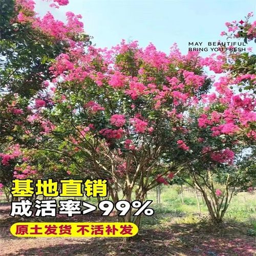 紫薇树苗庭院美国红火箭盆栽别墅