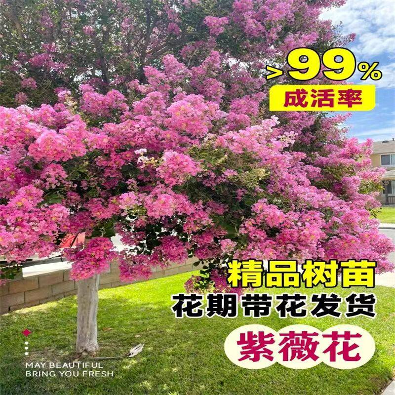 紫薇树苗别墅庭院风景树园林绿化苗木门前观赏红花丛生红火箭花园