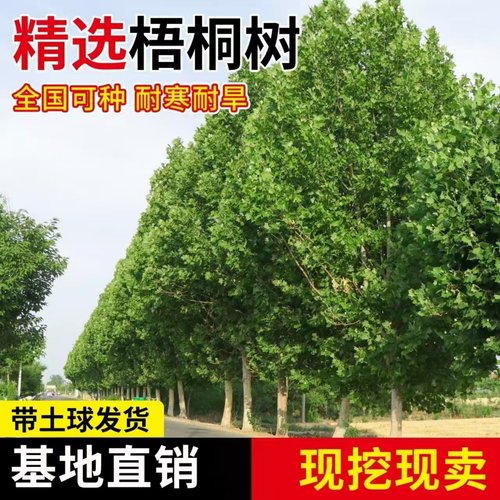 法国梧桐树悬铃木树苗大树庭院风景行道园林绿化苗木中国青桐法桐