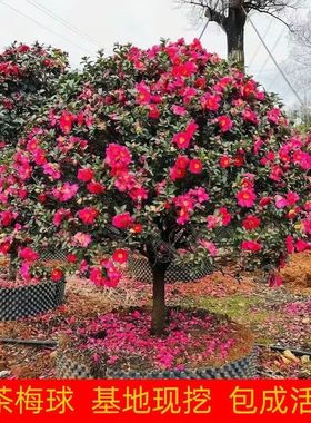 精品茶梅树苗球庭院别墅花苗四季盆栽园林绿化带小苗高杆大树工程