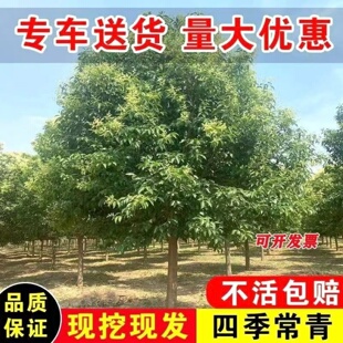 大叶女贞树苗大树高杆大叶女贞小苗庭院绿化南北方种植四季常青