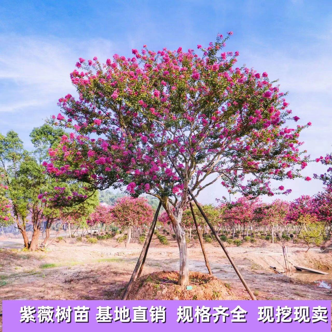 紫薇树苗庭院美国红火箭盆栽别墅庭院花卉植物绿化盆栽开花紫薇花