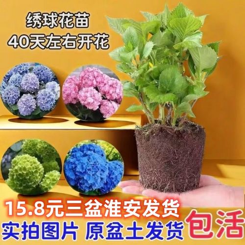 无尽夏绣球花小苗四季花苗绣球花盆栽带花庭院花卉室内植物花带花