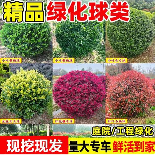 大叶黄杨球树苗庭院绿化带冬青球形小叶女贞瓜子金森园林工程苗木