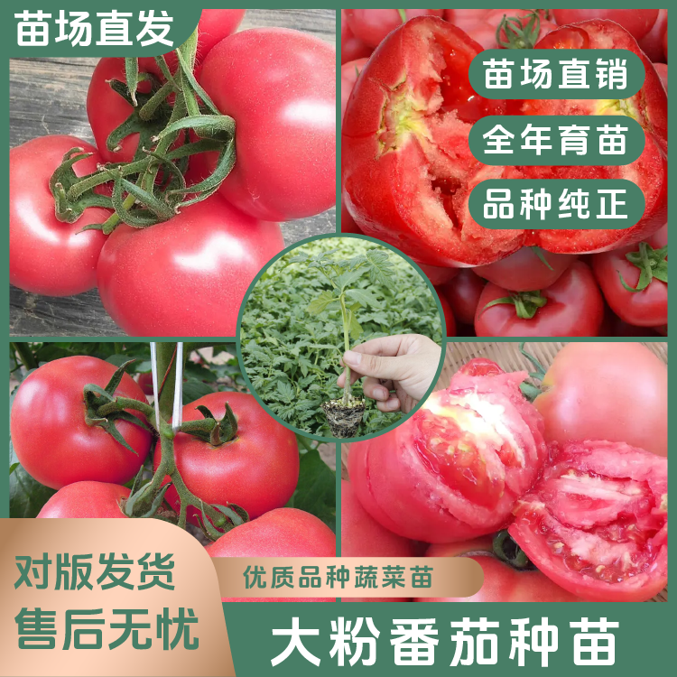 【大粉番茄苗】老品种番茄苗西红柿苗高产阳台庭院种植易成活