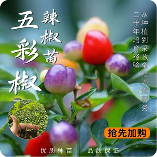 【五彩/七彩椒苗】多彩辣椒苗观赏椒可食用阳台庭院种植蔬菜