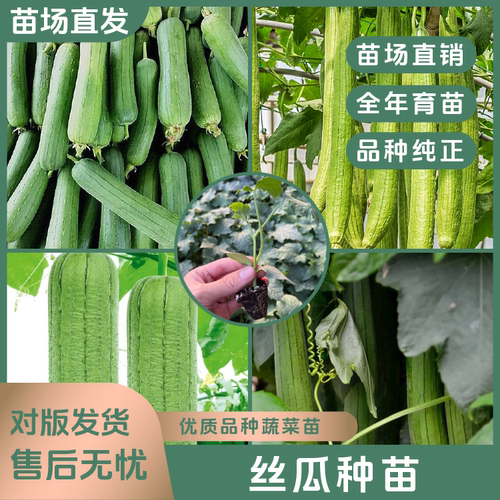 【丝瓜苗】四季优质丝瓜种苗高产穴盘苗阳台秧苗庭院种植易成活