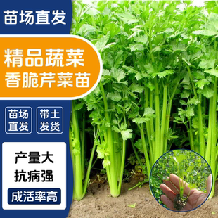 小香芹菜苗老品种芹菜苗秋冬蔬菜苗地栽水培盆栽阳台庭院种植 四季