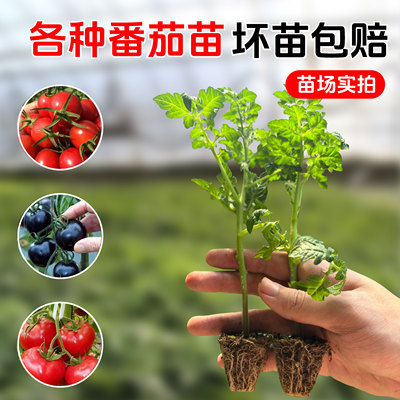 【番茄苗】多品种四季优质番茄种苗高产穴盘苗阳台秧苗庭院种植
