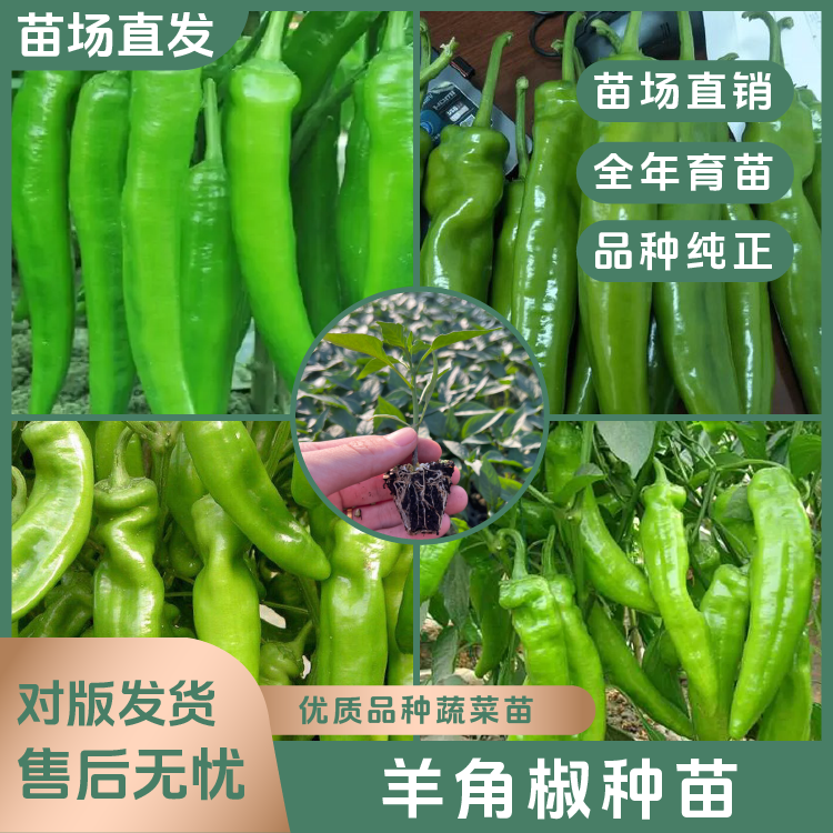 【羊角椒苗】微辣羊角椒苗高产大果青椒薄皮尖椒阳台秧苗庭院种植