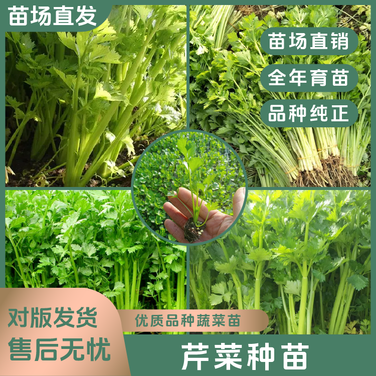 【芹菜苗】四季优质芹菜种苗高产穴盘苗阳台秧苗庭院种植易成活