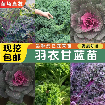 羽衣甘蓝苗超耐寒蔬菜女王食用