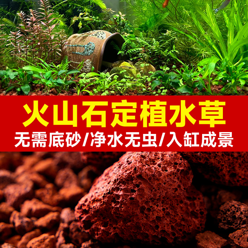 速发火山石定植水草植物专用鱼缸造景水草籽底新手沉孑水培共生养