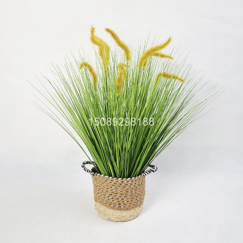 速发狗尾巴草干花软装材料摆放花卉场景布置质朴植物真花干花束