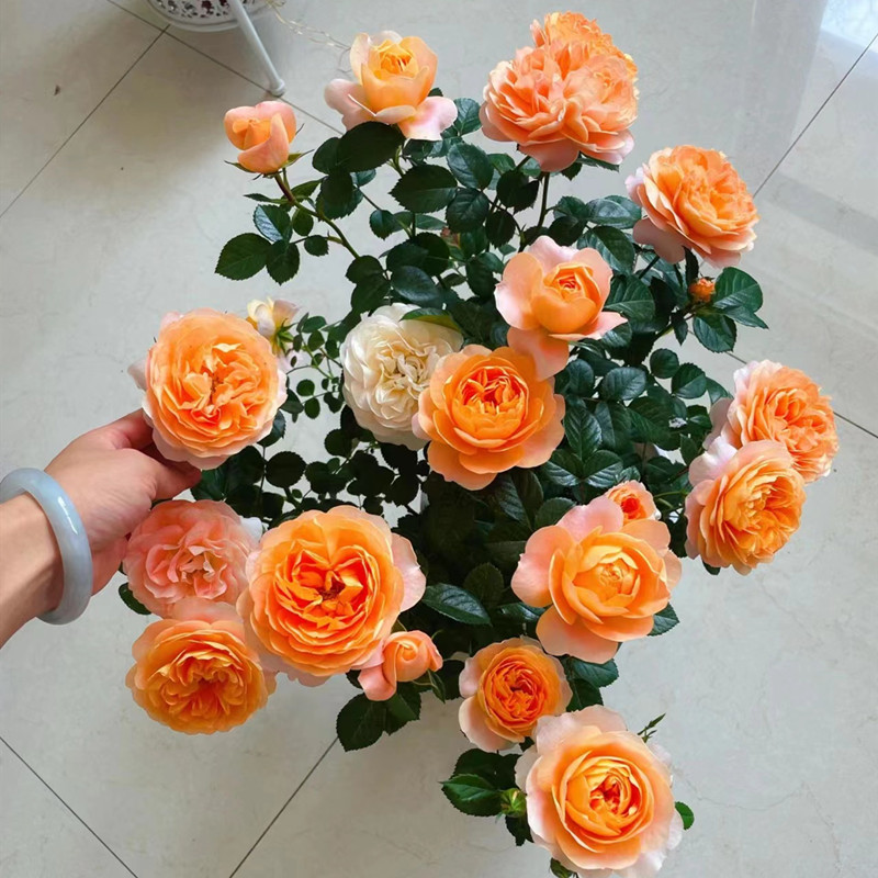 速发果汁台月季花苗带花苞盆栽四季开花玫瑰特大花庭院台花卉植物