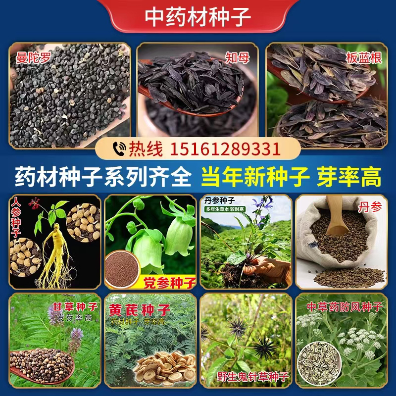 药材种子大全中药材种籽黄芪当归党参板蓝根柴胡四季春秋盆栽种孑