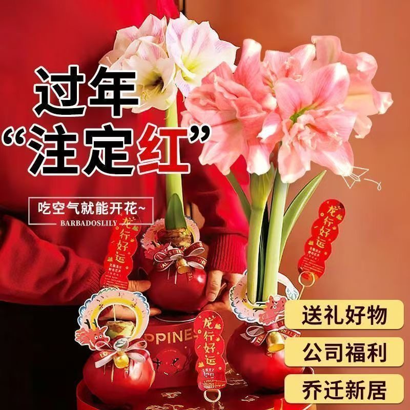 【奇趣工艺品】年宵花封蜡朱顶红礼品盒自然开花客厅办公室送礼,特色手工艺,其他特色工艺品,淘宝优惠券,粉丝福利购,淘宝优惠卷