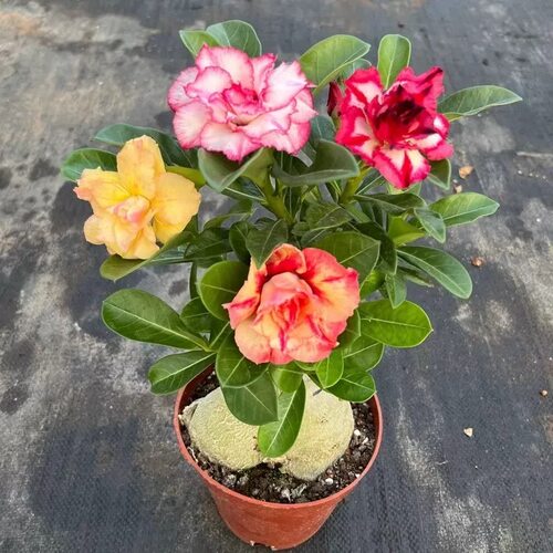 沙漠玫瑰盆栽四季开花阳台易养
