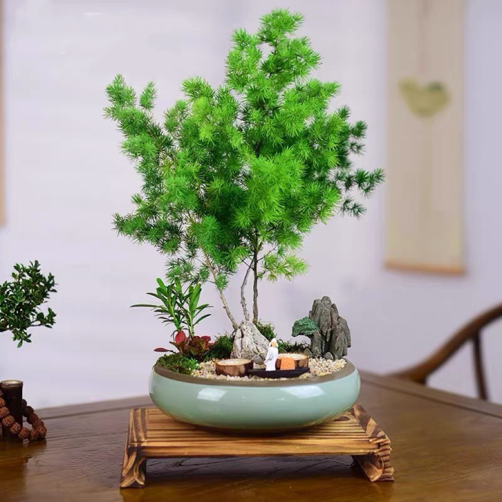 伞形带盆栽好蓬莱松花卉美观桌面