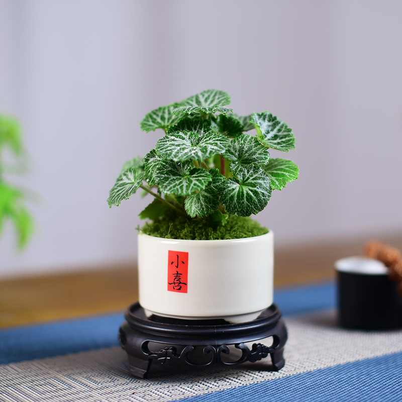 花叶虎耳草盆栽室内茶几书房桌面绿植观叶小盆景阳台茶台植物好养