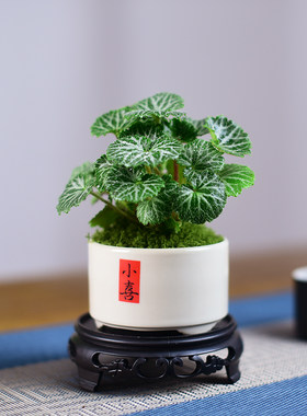 花叶虎耳草盆栽室内茶几书房桌面