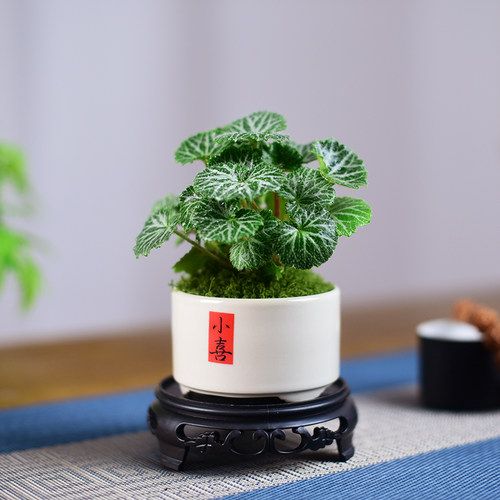 花叶虎耳草盆栽室内茶几书房桌面