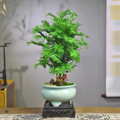 红豆杉树苗盆栽新中式盆景办公室内摆件植物室内花桌面绿植好养