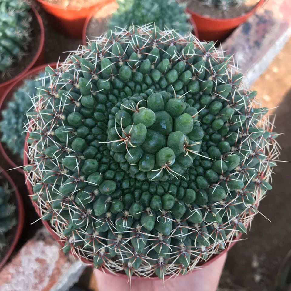 稀有超大颗绯花玉圆形缀化仙人球防辐射盆栽多肉绿植花卉开花肉肉