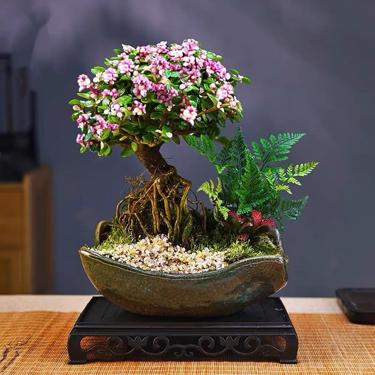 金枝玉叶盆栽提根老桩室内绿植