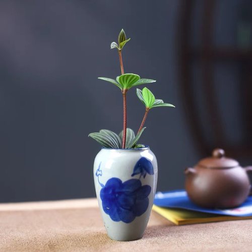 轮叶豆瓣盆栽室内观叶迷你小盆景白脉椒草四季好养办公室桌面绿植