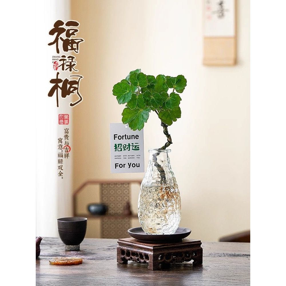 水培植物钱多多福禄桐小盆栽室内桌面办公室绿植四季好养净化空气
