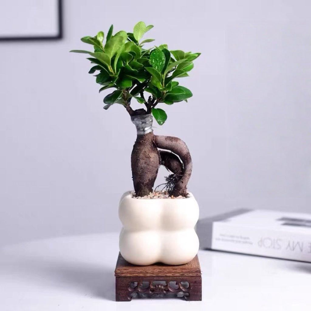 小叶榕树盆景室内盆栽绿植人参榕造型树桩桌面好养观叶小植物好养