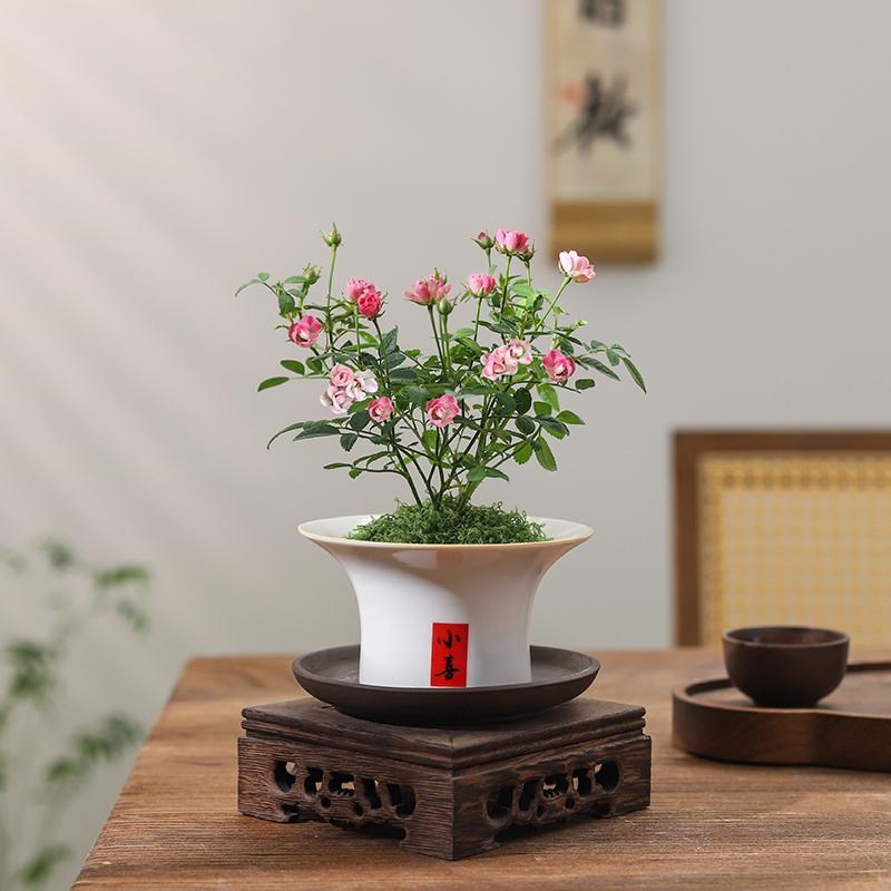 月季盆栽室内f桌面客厅四季好养植物须惠季开花玫瑰超迷你微型绿