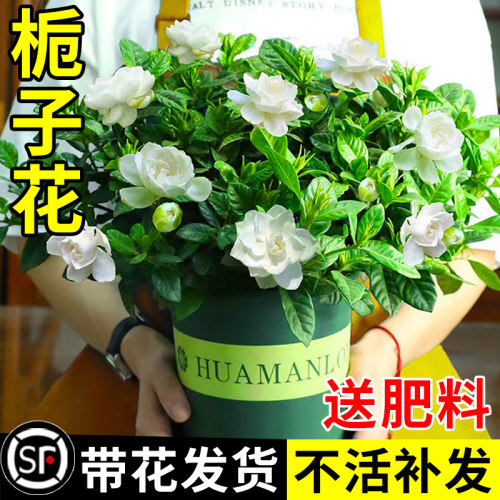 栀子花盆栽卉植物室内带苞