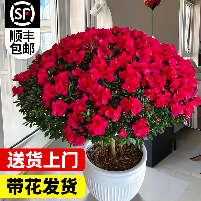杜鹃花盆栽卉植物室内阳台图片