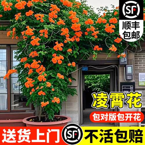 凌霄花苗爬藤植物庭院
