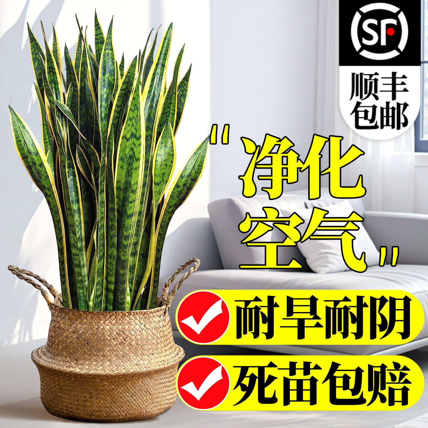 虎皮兰绿植办公室内盆栽净化空气图片