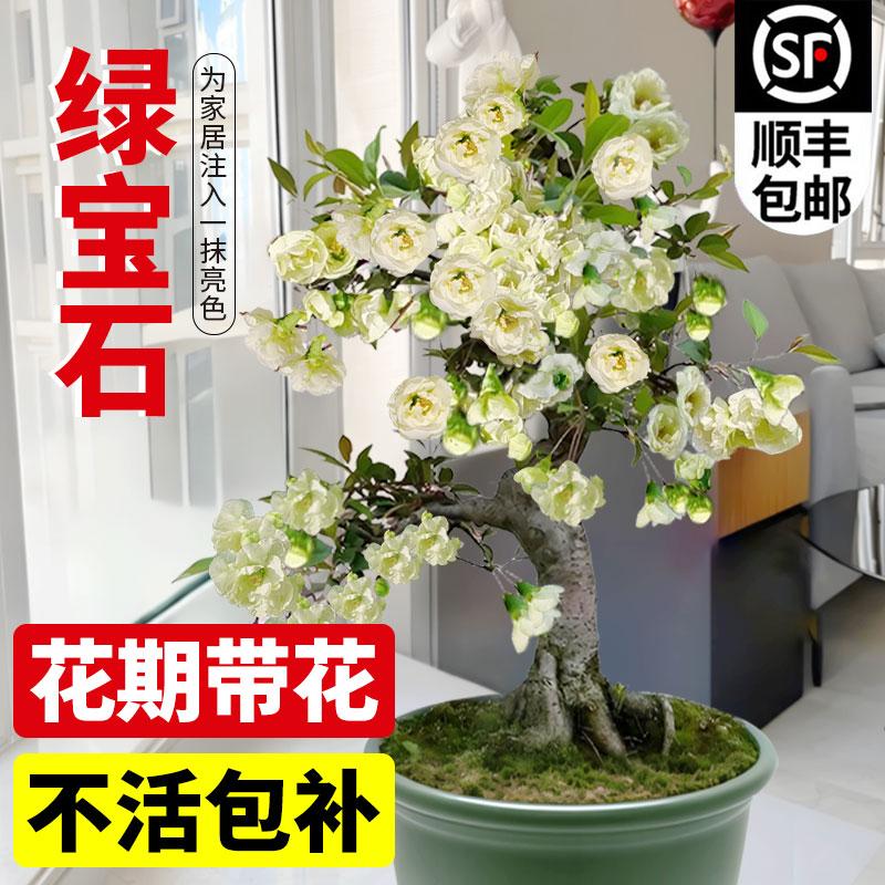 海棠花盆栽树苗盆景重瓣老桩庭院绿植物室内四季花卉开 花好养易