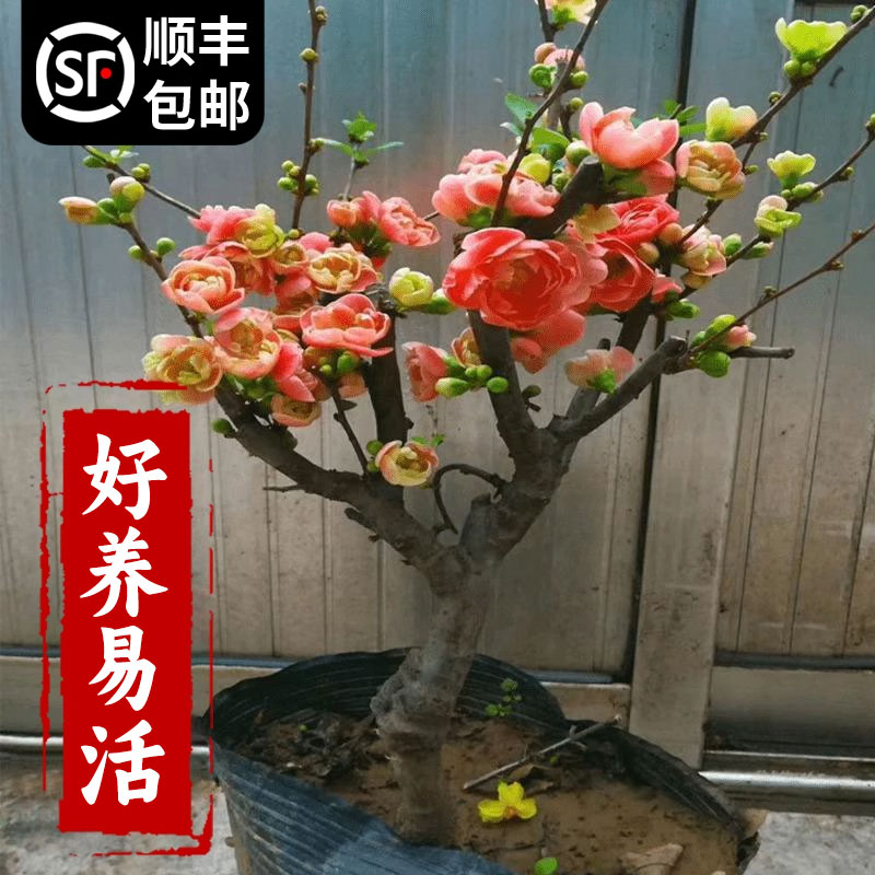 海棠花盆栽树苗好养易活图片