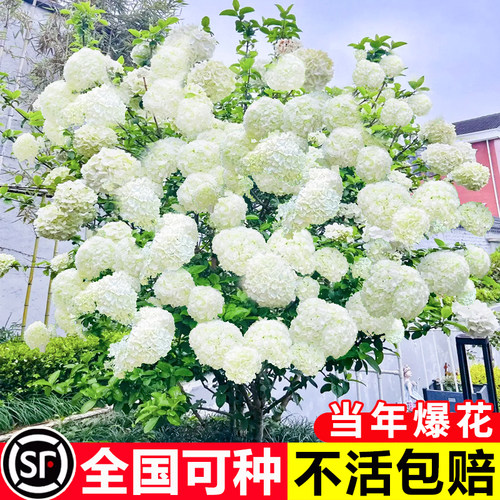 中华木绣球树苗大花斗球风景
