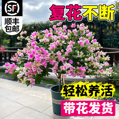 重瓣三角梅四季老桩特大号