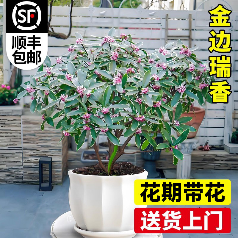 金边瑞香盆栽带花苞庭院花园图片