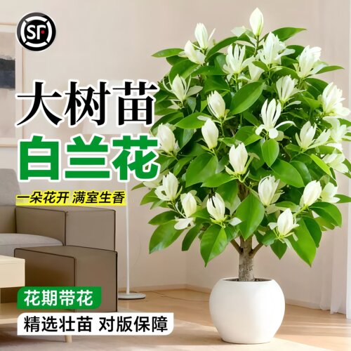 白兰花盆栽黄角兰大树苗室内阳台