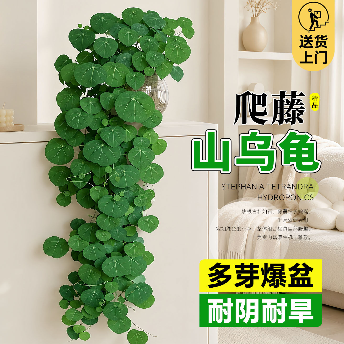 山乌龟爬藤植物水培绿植金不换图片