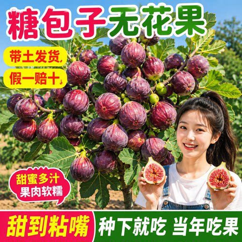 波姬红无花果树果苗原盆原土盆栽
