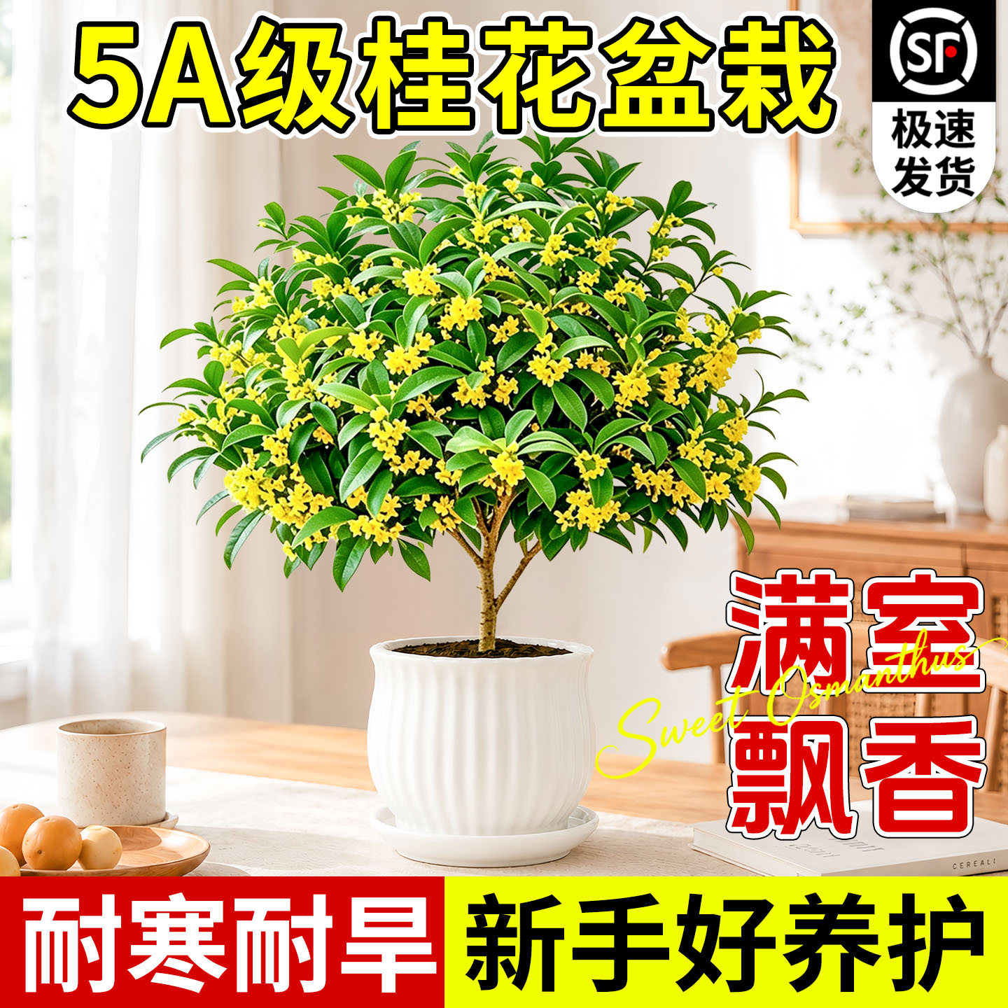 桂花盆栽四季桂树苗室内花卉图片