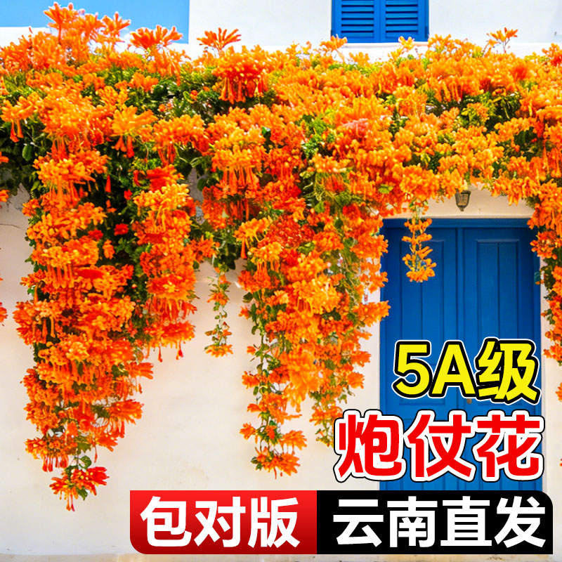 云南昆明炮仗花爬藤植物盆栽大苗鞭炮花阳台庭院垂吊攀援花卉藤本
