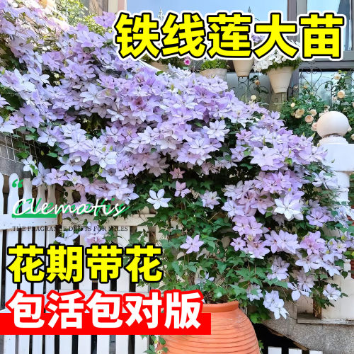 铁线莲大苗带花苞乌托邦爬藤植物